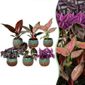 6x Baby Paradise Mix - Various colours - Tropical - incl. Copper Reef - Ø6cm - ↕10-15cm
