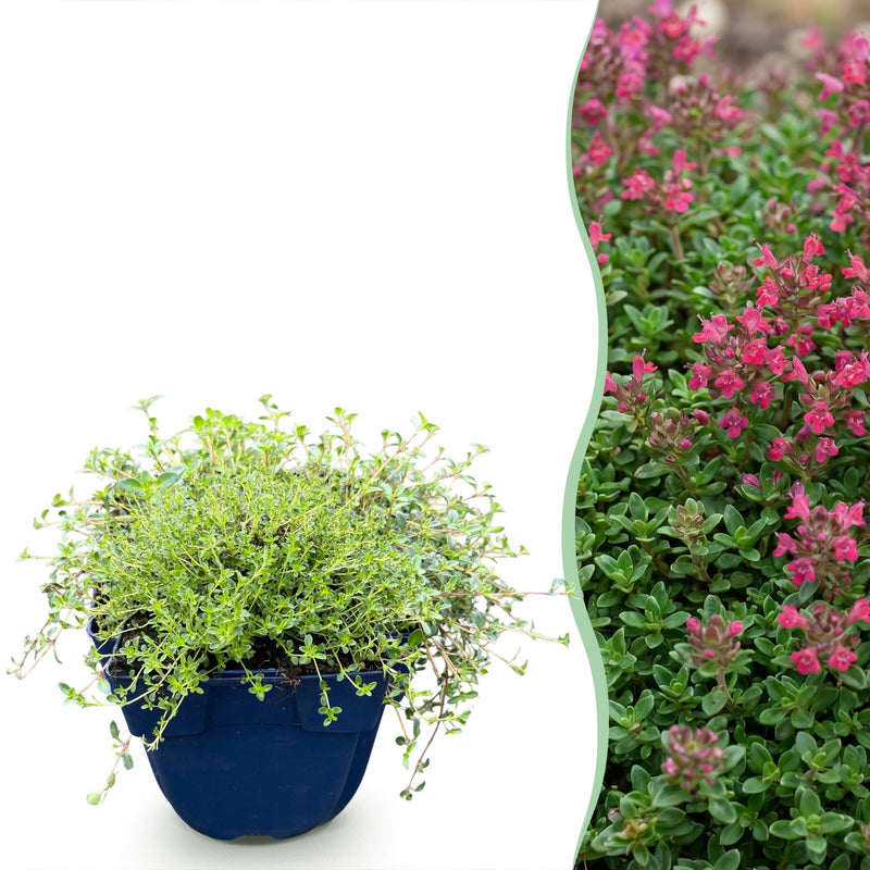 Green boutiQ - Perennial - Thymus praecox Red Carpet - Creeping Thyme - Fragrant - Red-Pink - 1 Plant - Pot 11cm - Height 15-25cm