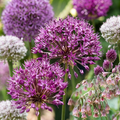 160x Bulb Garden Allium - Bollentuinsierui - Diversen - Zomerbloeier - Bolmaat 10/12