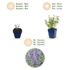 Green boutiQ - Stauden - Nepeta faassenii Walker's Low - Blaue Katzenminze - Bienen- und Schmetterlingsmagnet - Blau - 3 Pflanzen - Topf 11cm - Höhe 15-25cm