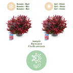 Green boutiQ - Plante de jardin - Leucothoe Zeblid - Rouge - 1 plante - Persistant - Peu d'entretien - Pot 17cm Hauteur 45cm