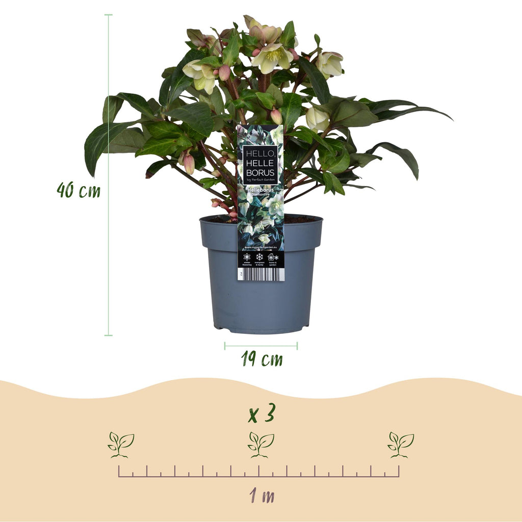 Green boutiQ - Plante de jardin - Rose de Carême - Hellébore Diamfire - Fleur verte - Persistante - Pot 19cm Hauteur 40cm