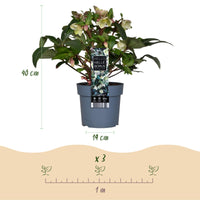 Green boutiQ - Tuinplant - Lenten Rose - Helleborus Diamfire - Groene Bloem - Groenblijvend - Pot 19cm Hoogte 40cm