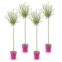 4x - Salix Flamingo - Ø23cm - ↕140-160cm