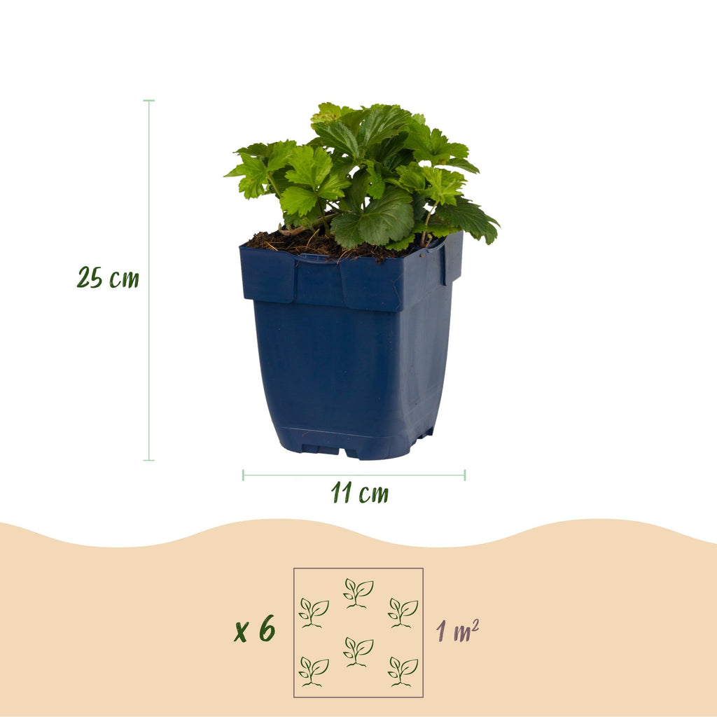 Vasteplant - Waldsteinia ternata - Goudaardbei - Bodembedekkend - Geel - 12 Planten - Pot 11cm - Hoogte 15-25cm
