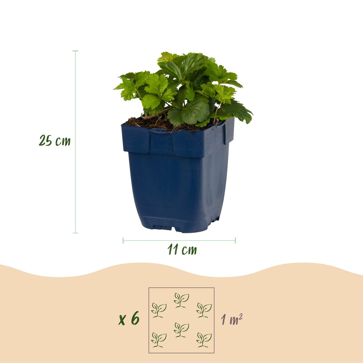 Vasteplant - Waldsteinia ternata - Goudaardbei - Bodembedekkend - Geel - 12 Planten - Pot 11cm - Hoogte 15-25cm