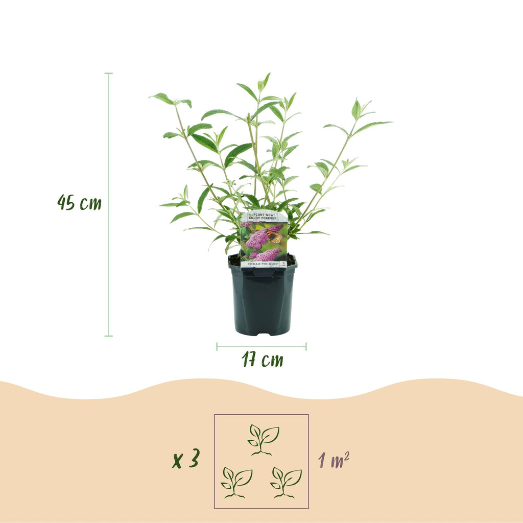 Green boutiQ - Tuinplant - Buddleja davidii Pink Delight - Vlinderstruik - Winterhard - Roze - 1 Plant - Pot 17cm - Hoogte 45cm