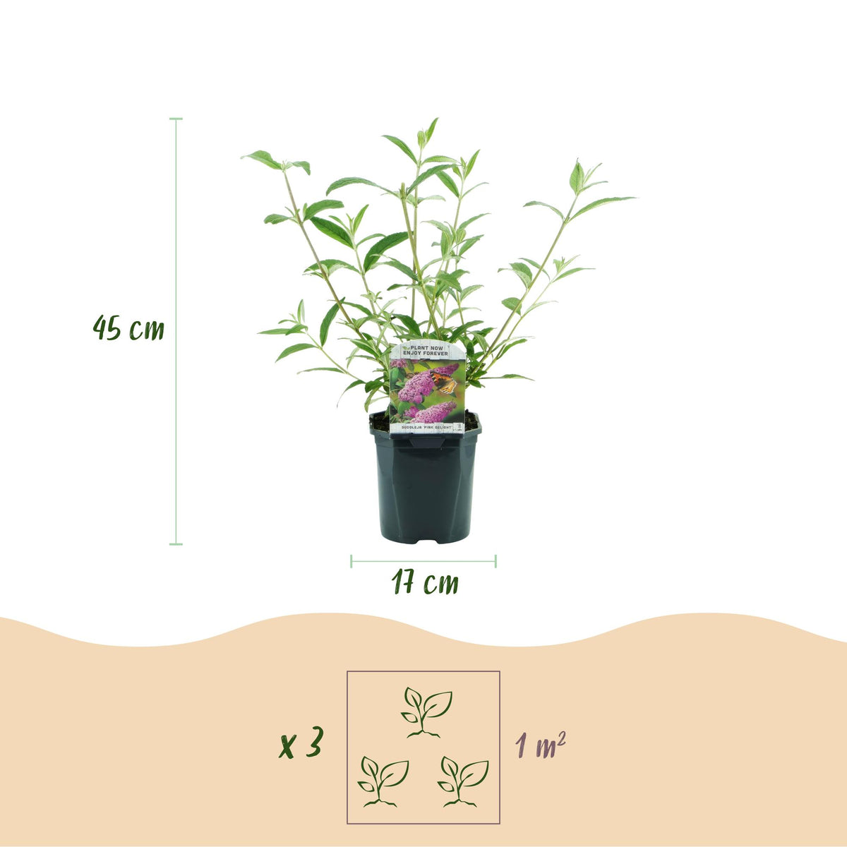 Green boutiQ - Plante de jardin - Buddleja davidii Pink Delight - Arbre aux papillons - Rustique - Rose - 1 Plante - Pot 17cm - Hauteur 45cm