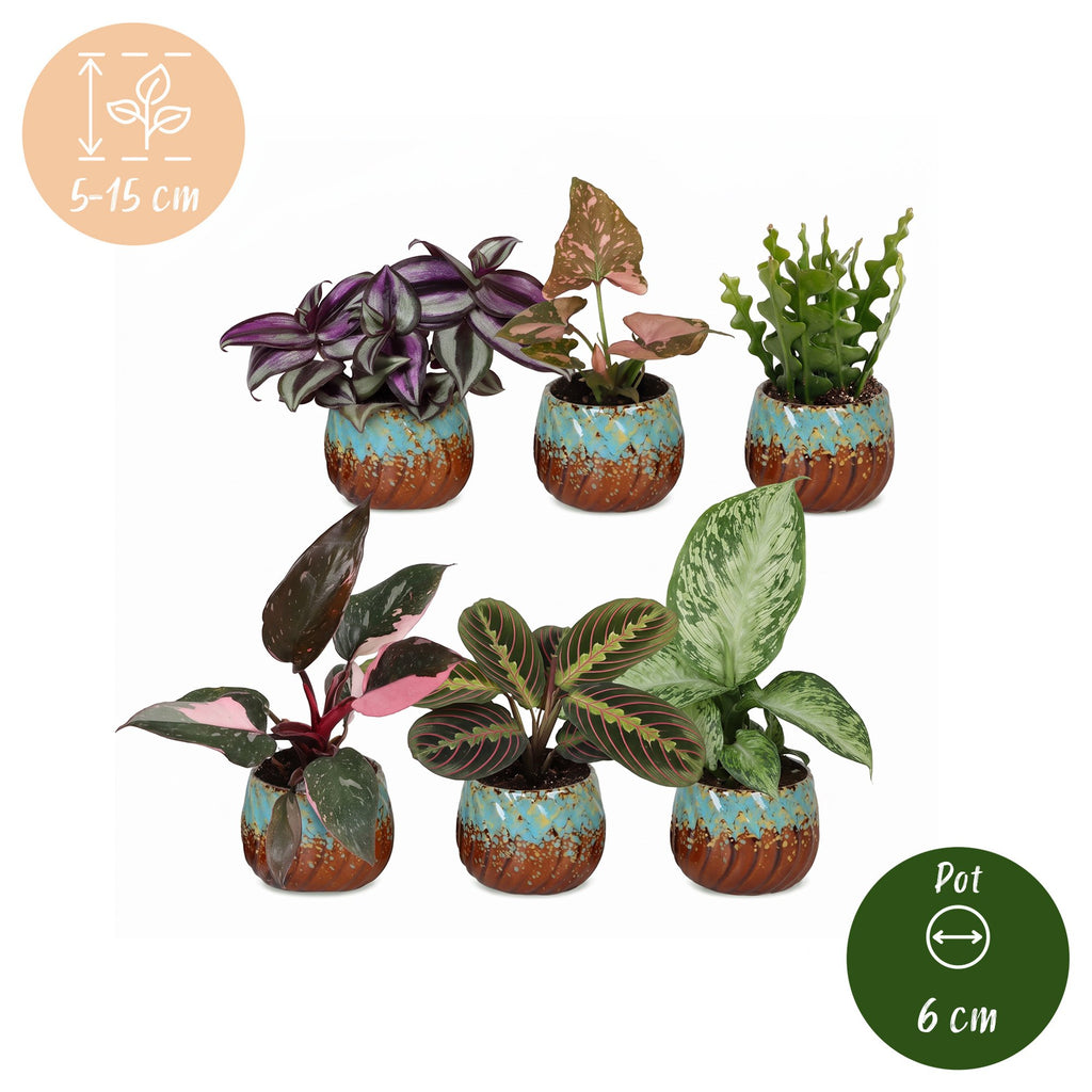 6x Baby Plants Surprise Box - Baby Plants Surprise Box - Various colours - Tropical - incl. Copper Reef - Ø6cm - ↕5-15cm