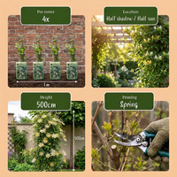 6x Lonicera jap. 'Halliana' - Hall's honeysuckle - White - Yellow - Climber - Ø9cm - ↕35cm
