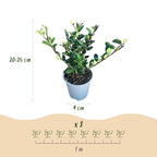 Green boutiQ - Heckenpflanzen - Ilex crenata Caroline Upright - Blatt Grün - 8 Pflanzen - 1 Laufmeter - Immergrün - Topf 9cm Höhe 25-30cm