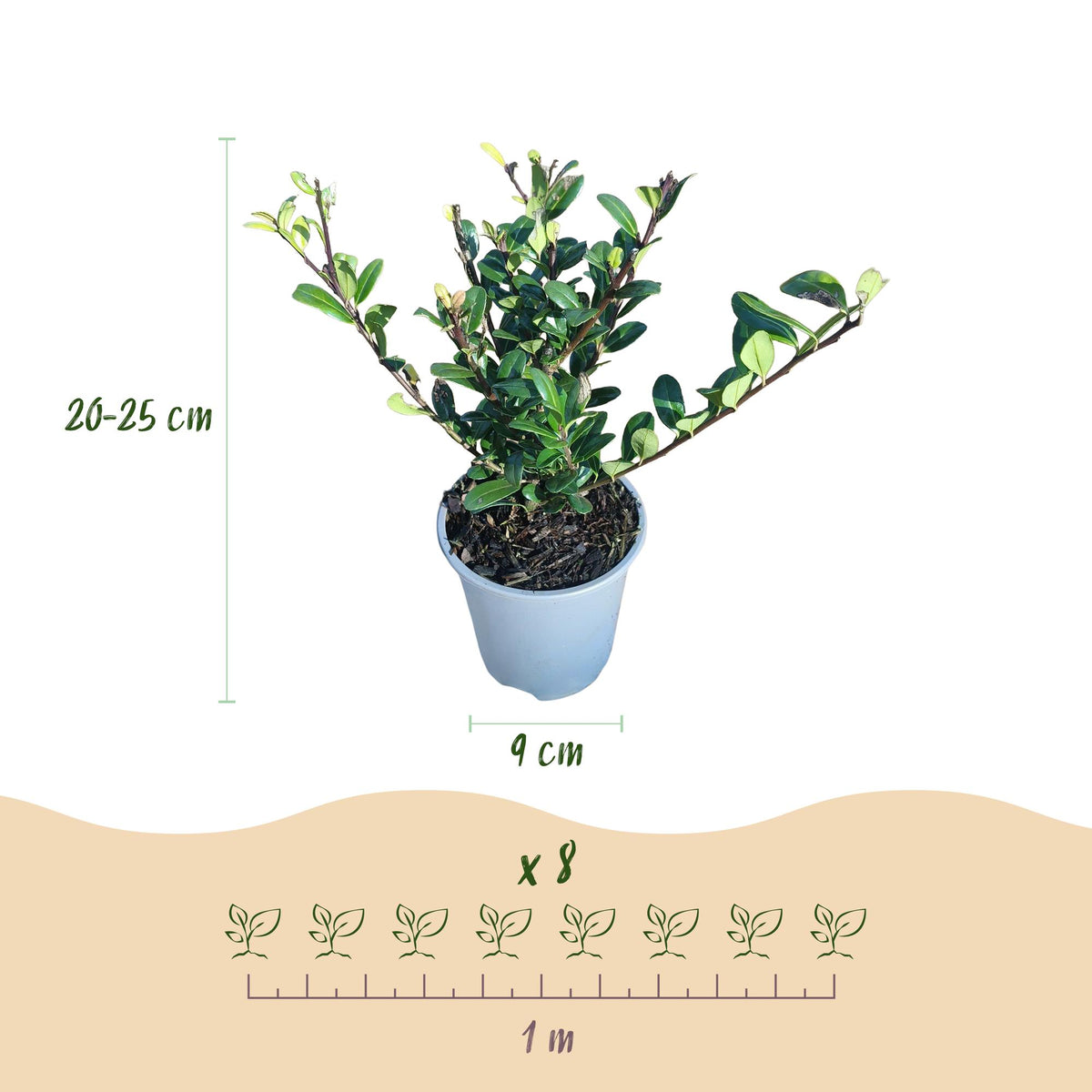 Green boutiQ - Heckenpflanzen - Ilex crenata Caroline Upright - Blatt Grün - 8 Pflanzen - 1 Laufmeter - Immergrün - Topf 9cm Höhe 25-30cm