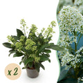 Green boutiQ - Plante de terrasse - Skimmia japonica Finchy - Fleur blanche - Plus de 10 fleurs - 2 plantes - Rustique - Pot 10,5cm Hauteur 25cm