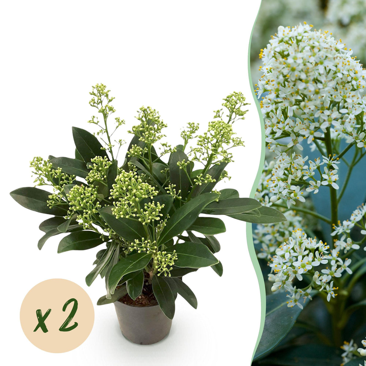 Green boutiQ - Plante de terrasse - Skimmia japonica Finchy - Fleur blanche - Plus de 10 fleurs - 2 plantes - Rustique - Pot 10,5cm Hauteur 25cm