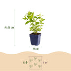 Green boutiQ - Stauden - Nepeta sib. Wild Orchid - Katzenminze - Bienen- und Schmetterlingsmagnet - Rosa - 3 Pflanzen - Topf 11cm - Höhe 15-25cm