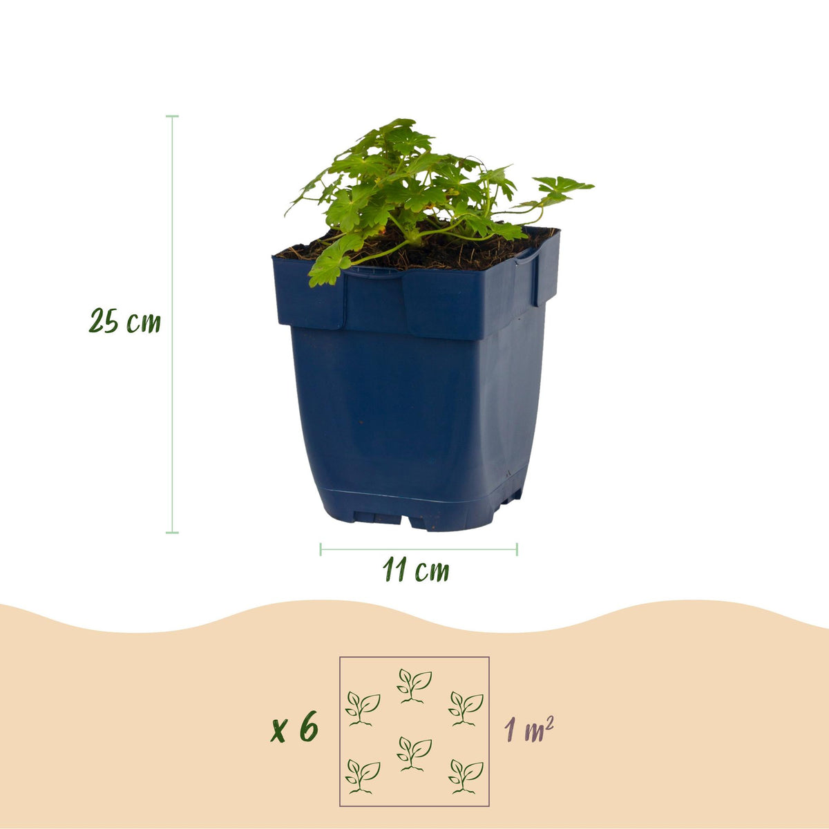Green boutiQ - Plante vivace - Geranium macr. Spessart - Géranium - Couvre-sol - Blanc-Rose - 12 Plantes - Pot 11cm - Hauteur 15-25cm