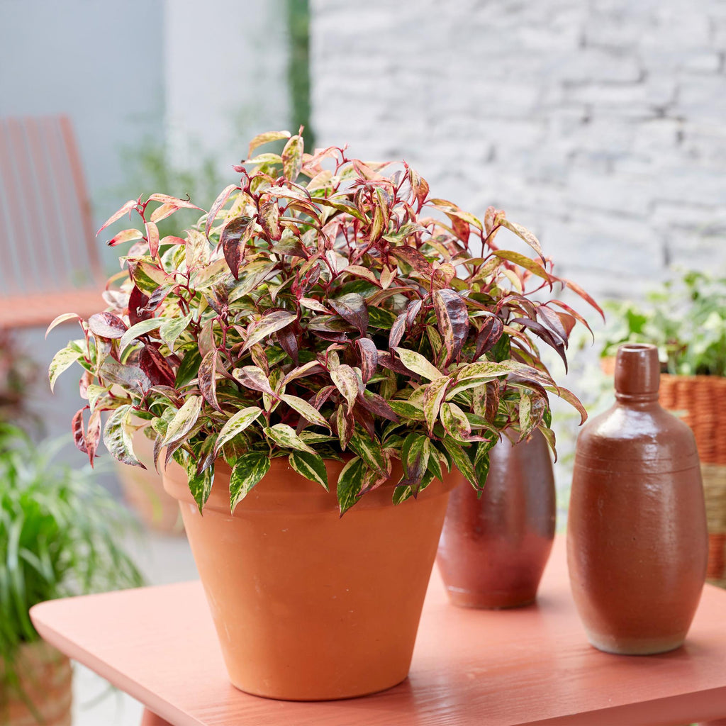 Green boutiQ - Gartenpflanze - Leucothoe Makijaz - Braun - 2 Pflanzen - Immergrün - Pflegeleicht - Topf 17cm Höhe 45cm