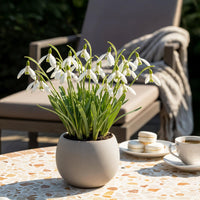 Green boutiQ - Bloembollen - Galanthus Elwesii - Kleur Wit - 25 stuks - Bolmaat 5/6 - XXL Pack