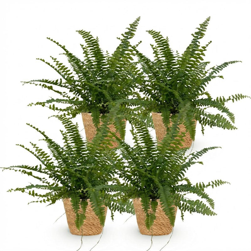 Green boutiQ - Kamerplant - Nephrolepsis exaltata Green Lady - Varen - Huisdiervriendelijke Plant - Groen - 4 Planten - met Mand - Pot 12cm - Hoogte 25cm