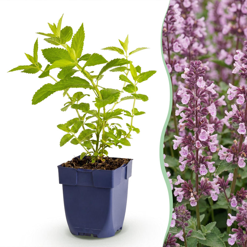 Green boutiQ - Vasteplant - Nepeta sib. Wild Orchid - Kattenkruid - Bijen en Vlinderlokkers - Roze - 1 Plant - Pot 11cm - Hoogte 15-25cm