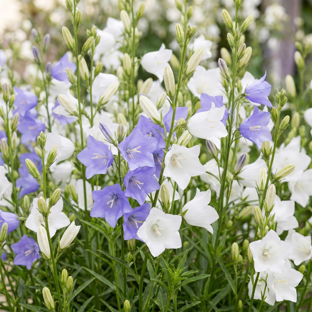 Green boutiQ - Stauden - Campanula persicifolia Duo - Pfirsichblättrige Glockenblume - Bienen- und Schmetterlingsmagnet - Blau - Weiß - 6 Pflanzen - Topf 11cm - Höhe 15-25cm
