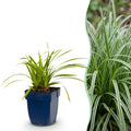 Green boutiQ - Graminées - Carex morrowii Ice Dance - Laîche du Japon - Persistant - Crème-Vert - 1 Plante - Pot 11cm - Hauteur 15-25cm