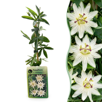Passiflora ca. 'Constance Elliott' - Constance Elliott passionflower - White - Climber - Ø9cm - ↕35cm