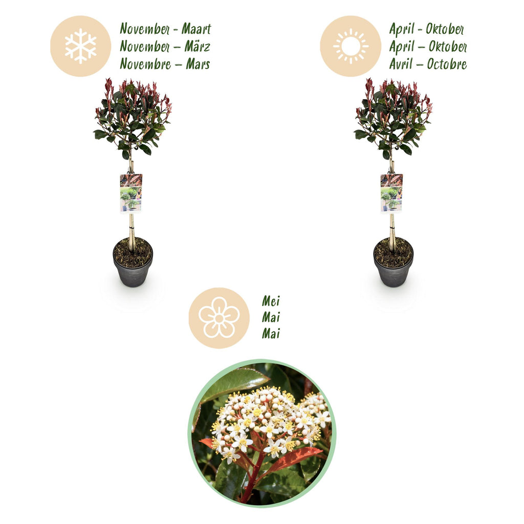 Green boutiQ - Photinia sur tige - Photinia fraseri Little Red Robin - Plante de terrasse - Persistant - Rustique - Feuillage vert-rouge - Pot 19cm Hauteur 90cm