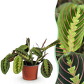 Green boutiQ - Zimmerpflanze - Maranta Fascinator Tricolour - Gebetspflanze - Haustierfreundliche Pflanze - Grün - 1 Pflanze - Topf 12 cm - Höhe 25 cm