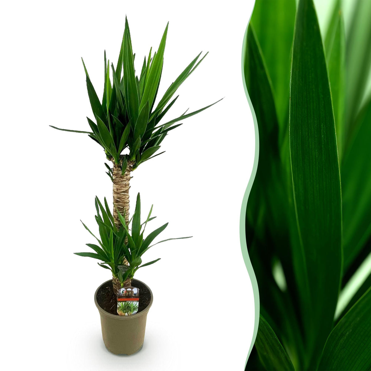 Green boutiQ - Kamerplant - Yucca elephantipes - Yucca - Weinig onderhoud - Groen - 1 - Pot 19cm - Hoogte 95cm