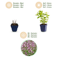 Green boutiQ - Vasteplant - Nepeta sib. Wild Orchid - Kattenkruid - Bijen en Vlinderlokkers - Roze - 24 Planten - Pot 11cm - Hoogte 15-25cm