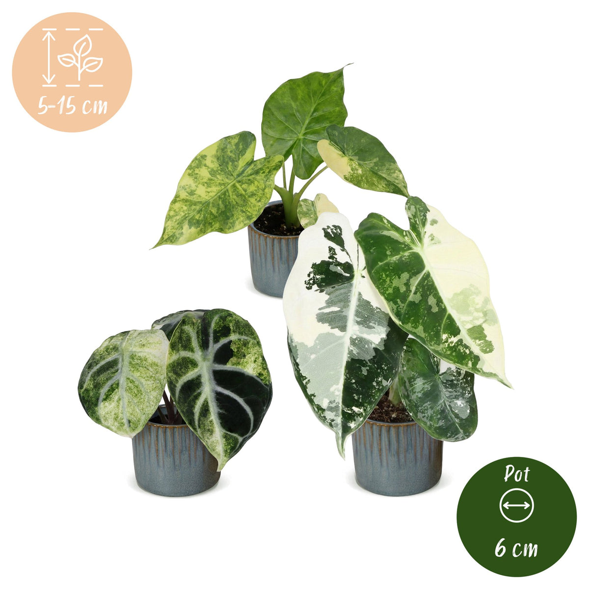 3x Baby Alocasia Tricolour Variegata - Green - Black - Variegata - Tropical - incl. Linnea Misty Blue - Ø6cm - ↕5-15cm