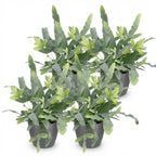Green boutiQ - Zimmerpflanze - Phlebodium aureum Blue Star - Blauer Farn - Haustierfreundliche Pflanze - Blau - 4 Pflanzen - mit grauem Topf - Topf 12cm - Höhe 25cm