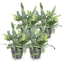 Green boutiQ - Kamerplant - Phlebodium aureum Blue Star - Blauwe Varen - Huisdiervriendelijke Plant - Blauw - 4 Planten - met Potter Grijs - Pot 12cm - Hoogte 25cm