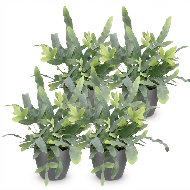 Green boutiQ - Kamerplant - Phlebodium aureum Blue Star - Blauwe Varen - Huisdiervriendelijke Plant - Blauw - 4 Planten - met Potter Grijs - Pot 12cm - Hoogte 25cm