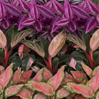 3x Baby Paradise Mix - Various colours - Tropical - incl. Copper Reef - Ø6cm - ↕10-15cm