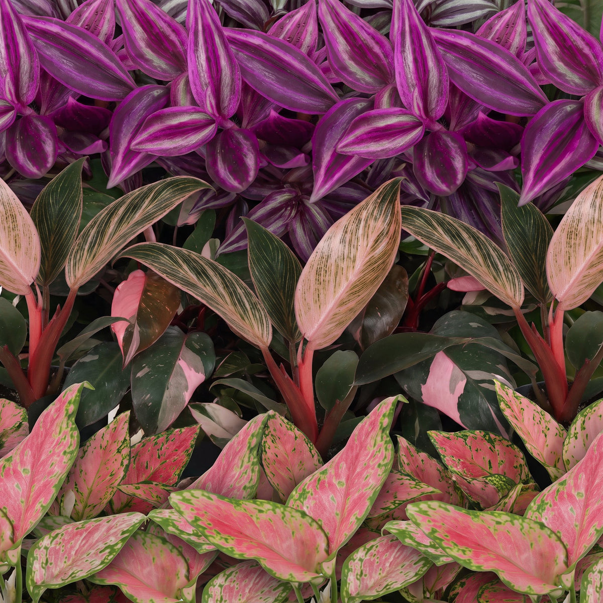 3x Baby Paradise Mix - Various colours - Tropical - incl. Copper Reef - Ø6cm - ↕10-15cm