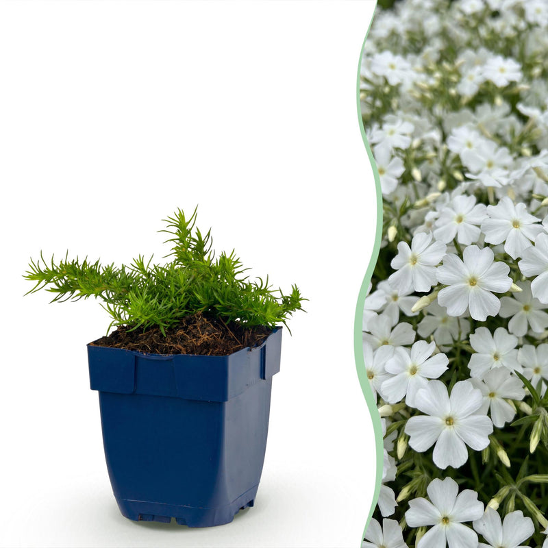 Green boutiQ - Vasteplant - Phlox Maischnee - Vlambloem - Bodembedekkend - Wit - 6 Plant - Pot 11cm - Hoogte 15-25cm