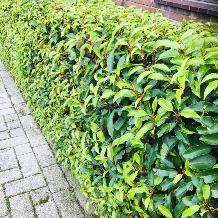 Green boutiQ - Heckenpflanzen - Prunus lusitanica Angustifolia - Blatt grün - 6 Pflanzen - 1 laufender Meter - immergrün - Topf 17 cm Höhe 50 cm