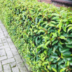 Green boutiQ - Heckenpflanzen - Prunus lusitanica Angustifolia - Blatt grün - 6 Pflanzen - 1 laufender Meter - immergrün - Topf 17 cm Höhe 50 cm