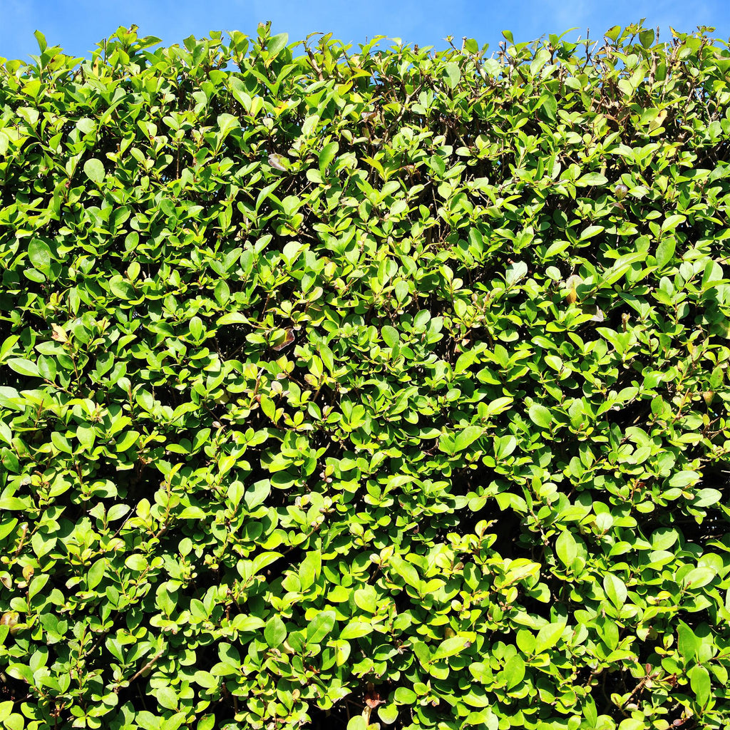 Green boutiQ - Haies - Ligustrum ovalifolium - feuillage vert - 6 plantes - 1 mètre linéaire - persistant - pot 17 cm hauteur 55 cm