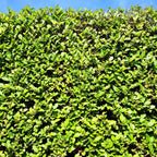 Green boutiQ - Haies - Ligustrum ovalifolium - feuillage vert - 6 plantes - 1 mètre linéaire - persistant - pot 17 cm hauteur 55 cm