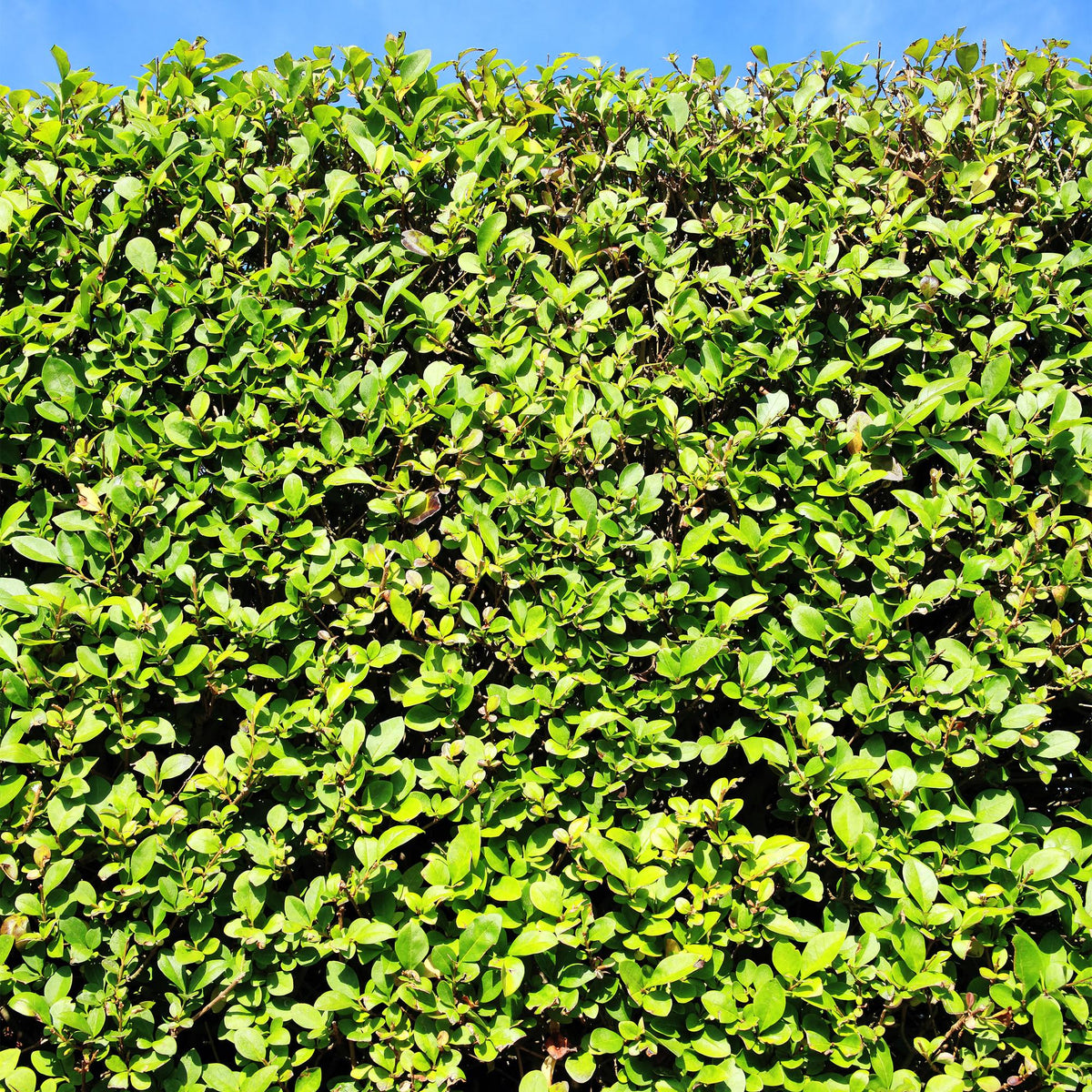 Green boutiQ - Haies - Ligustrum ovalifolium - feuillage vert - 6 plantes - 1 mètre linéaire - persistant - pot 17 cm hauteur 55 cm