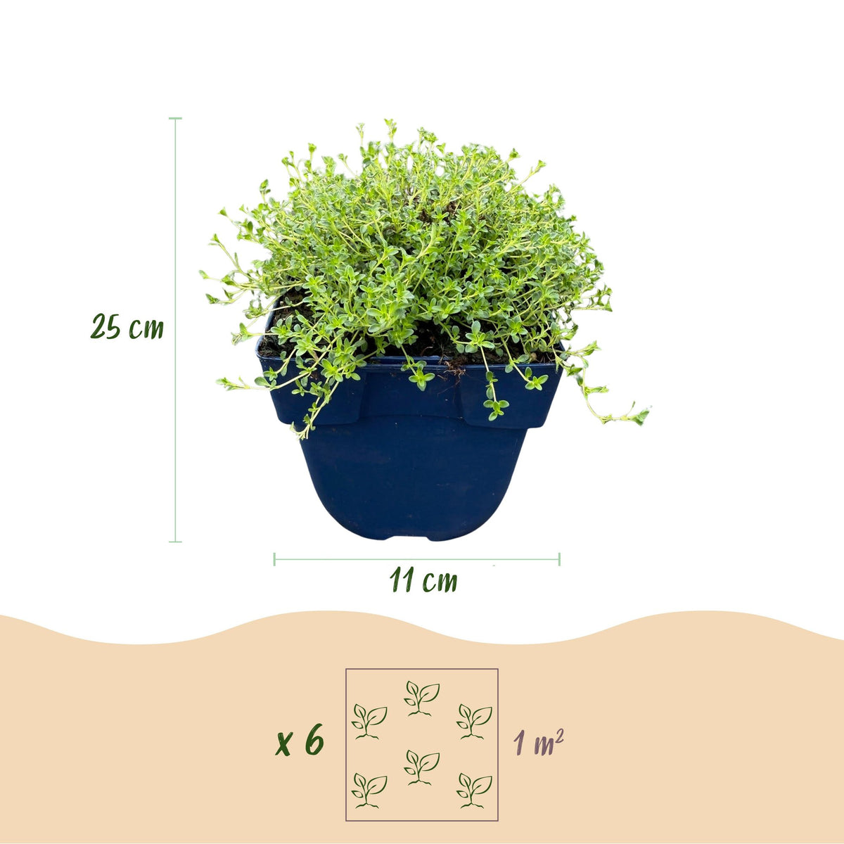 Green boutiQ - Plante vivace - Thymus praecox Albiflorus - Thym serpolet blanc - Parfumé - Blanc - 1 plante - Pot 11 cm - Hauteur 15-25 cm