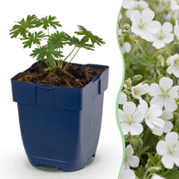 Green boutiQ - Vasteplant - Geranium sang. Album - Ooievaarsbek - Bodembedekkend - Wit - 1 Plant - Pot 11cm - Hoogte 15-25cm