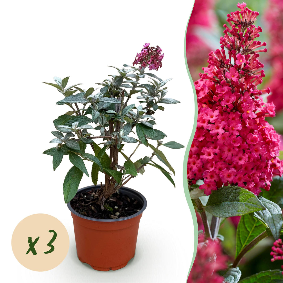 Green boutiQ - Tuinplant - Buddleja davidii Butterfly Candy Little Ruby - Vlinderstruik - Compact - Rood - 3 Planten - Pot 12cm - Hoogte 20-25cm