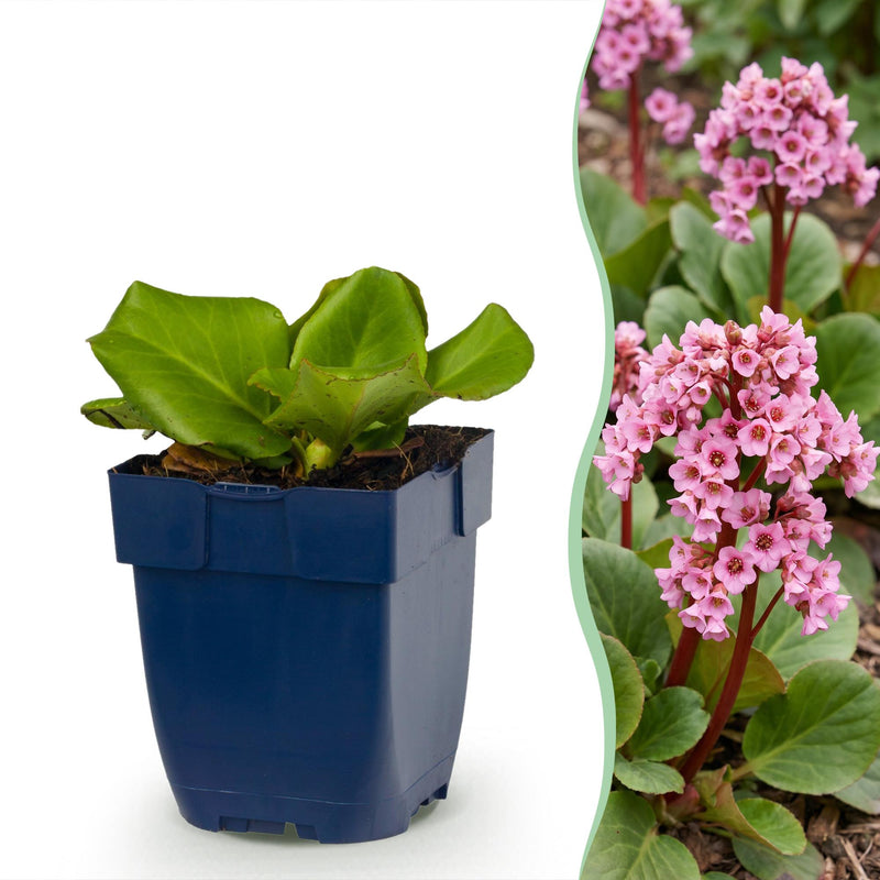 Green boutiQ - Vasteplant - Bergenia cordifolia - Schoenlappersplant - Schaduw - Roze - 24 Planten - Pot 11cm - Hoogte 15-25cm