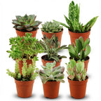 Mini mélange de succulentes - 9 pièces - Ø 5,5 cm - Hauteur : 5-10 cm