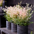Green boutiQ - Plante de jardin - Nandina Twilight - Panaché & Rose - 1 Plante - Persistant - Peu d'entretien - Pot 17 cm Hauteur 45 cm