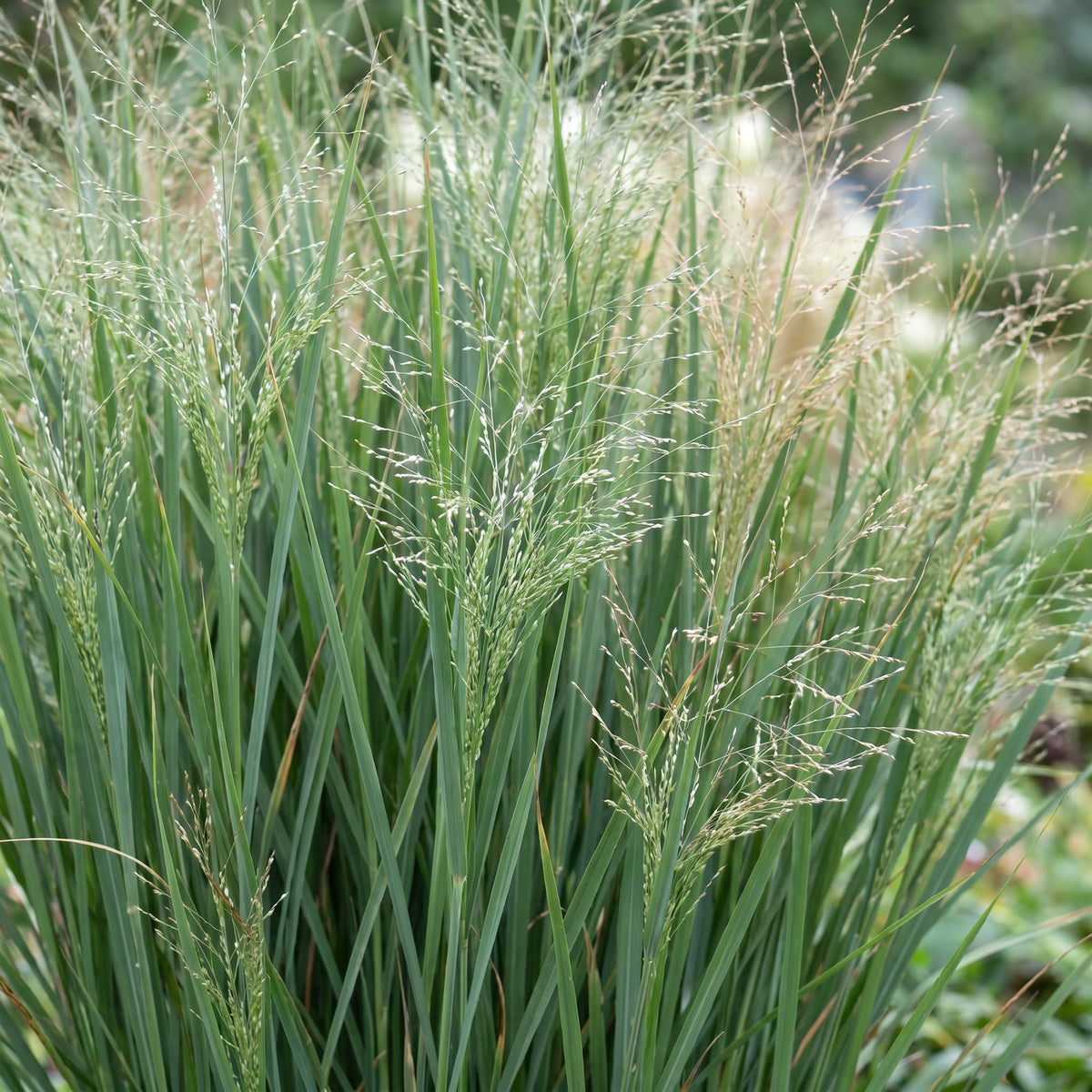 Green boutiQ - Grasses - Panicum virg. Northwind - Prairie Grain - With Plume - Green - 24 Plants - Pot 11cm - Height 15-25cm